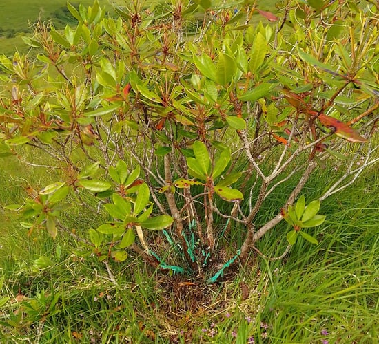 NPWS to use rope work to control rhododendron in national park