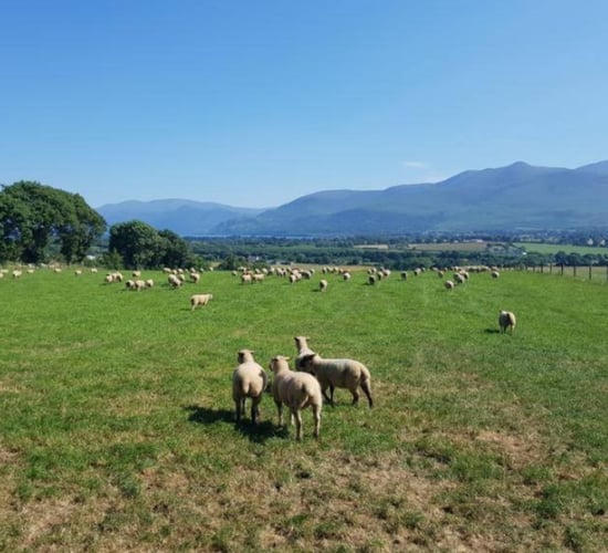 11 lambs killed and 18 injured in dog attack on Kerry farm