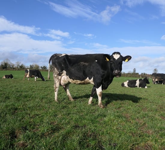 IHFA Farmer Focus Series: Family farms at the heart of Irish dairy