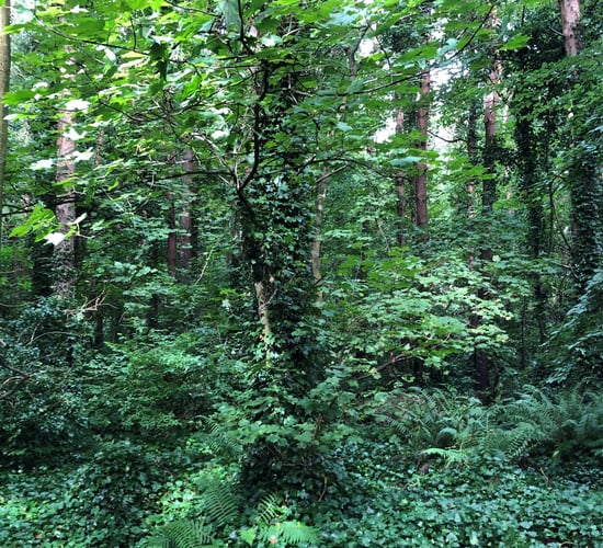 New 'urban forest' proposal 'ticking all the boxes' - cllr