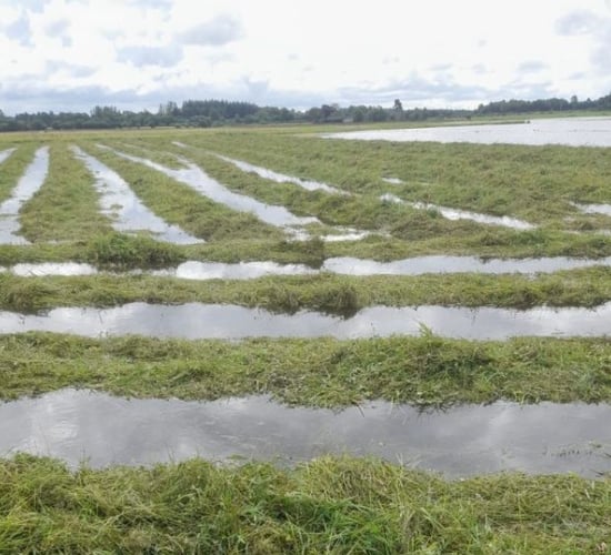 TD calls on DAFM for fodder support following Shannon Callows flooding