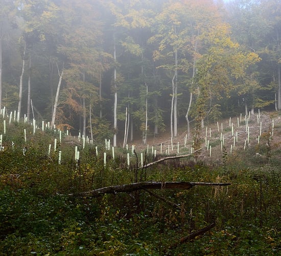 Afforestation licensing system labelled 'resounding failure'
