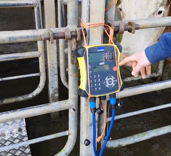 Reminder: Scheme deadlines for recording cattle weights