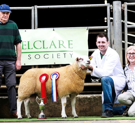 Belclare Sheep Society premier sale sees top price of €2,400