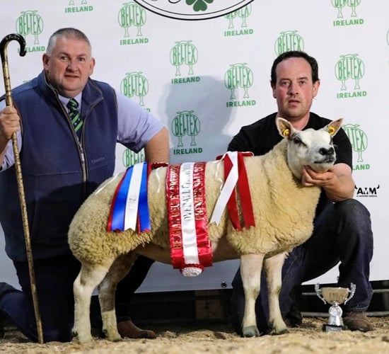 High clearance rate at Belgian Beltex breeders’ premier sale