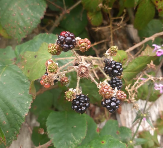Blackberries an important part of native biodiversity