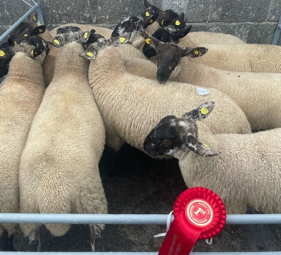Nearly a full clearance at the Borris Ewe Breeders' sale