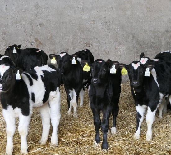 Dairy advice: Minimising abomasal bloat in calves