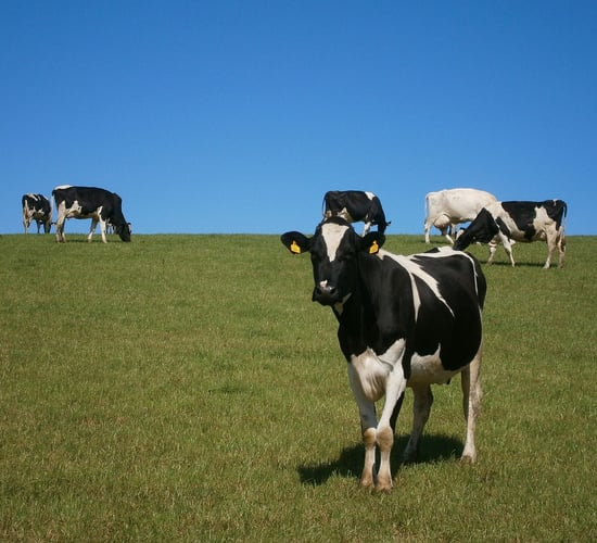 Climate groups call on EU to withdraw proposal for CAP revisions