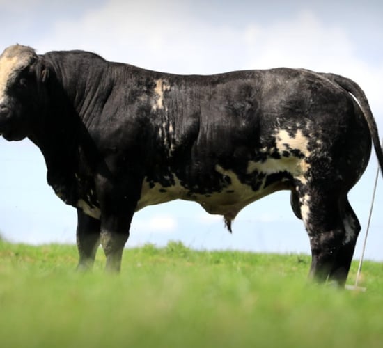 Hybrid bulls hit €5,300 in Tateetra timed online auction