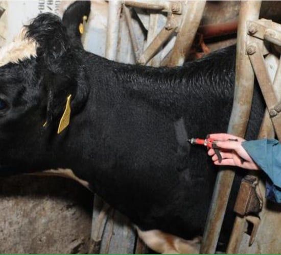 DAFM to backdate extra TB compensation due to farmers