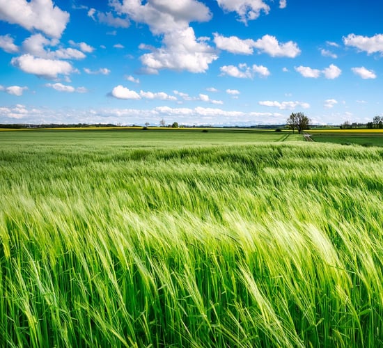 Heritage week: Linking agriculture and art via regenerative practices