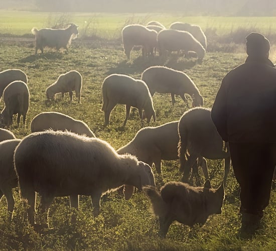 Clare man pleads guilty to owning dog which 'worried' livestock