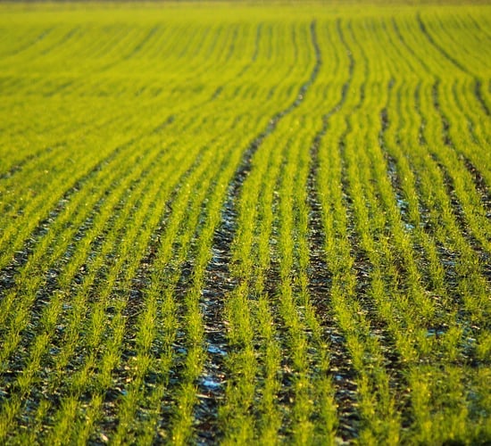 Report: Nanotechnology can improve crop yields and fertiliser use