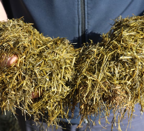 Boosting the value of late-cut silage