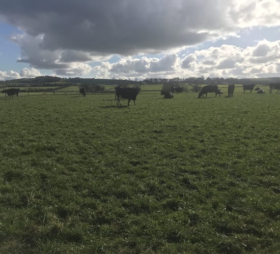 Robotic milking farm in Louth to host genetics and breeding event