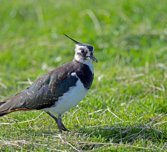 Rare bird makes return to designated peatland site