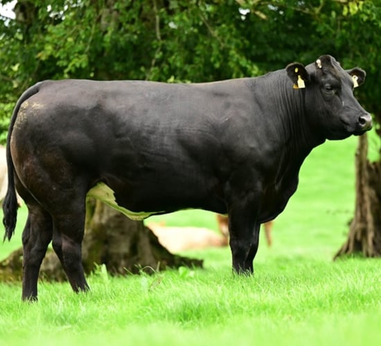 Young farmers bid big at Victoria Farms heifer sale