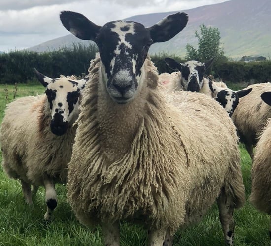 Southeast Mule Breeders to hold 2023 show and sale