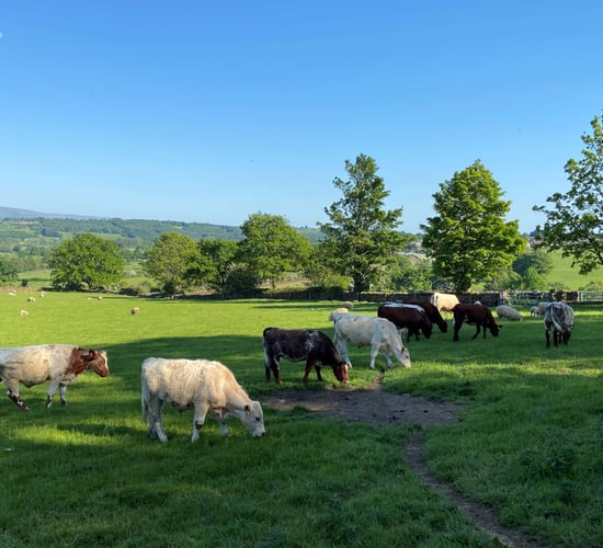 Taking a tactical response to anthelmintic pressure