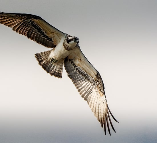 Ospreys breed in Ireland for first time in over 200 years