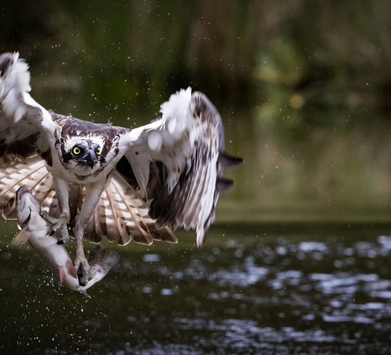 19 osprey chicks arrive in Ireland to be released as part of reintroduction programme
