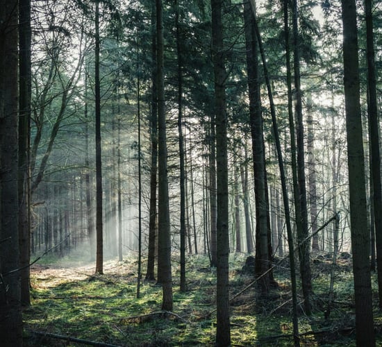 Woodland owners express anger over state of forestry sector