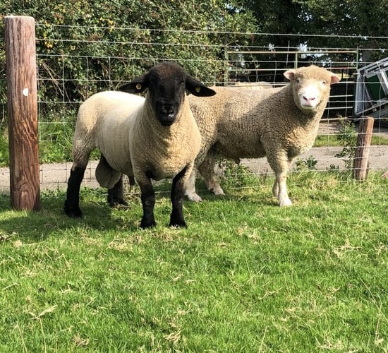 Getting a genotyped ram in the first three years of the SIS