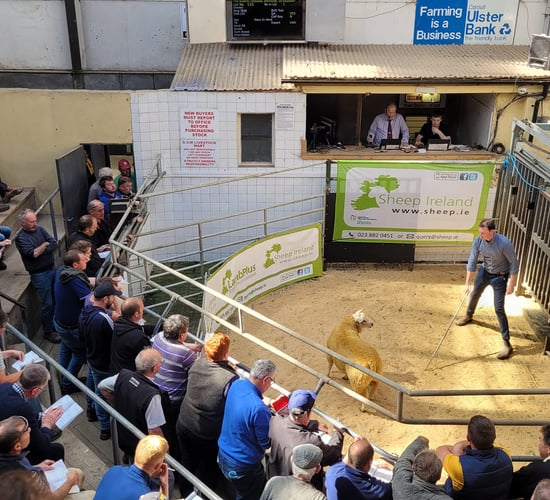 Average price of €795/ram at Sheep Ireland sale