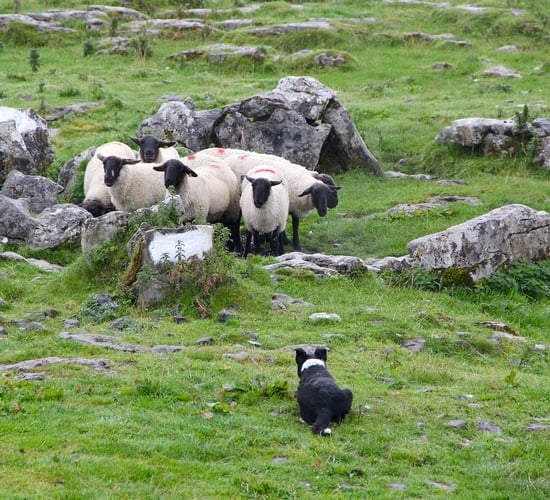 $1.7m to improve breeding of New Zealand farm dogs