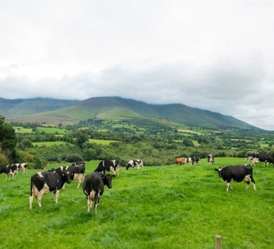 Healthy cows are the key to dairy farm success