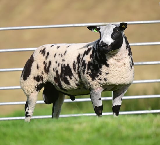 Dutch Spotted ram lamb fetches £20,000 for NI breeder