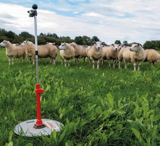 Sheep advice: Earlier slaughter weights on a mixed sward
