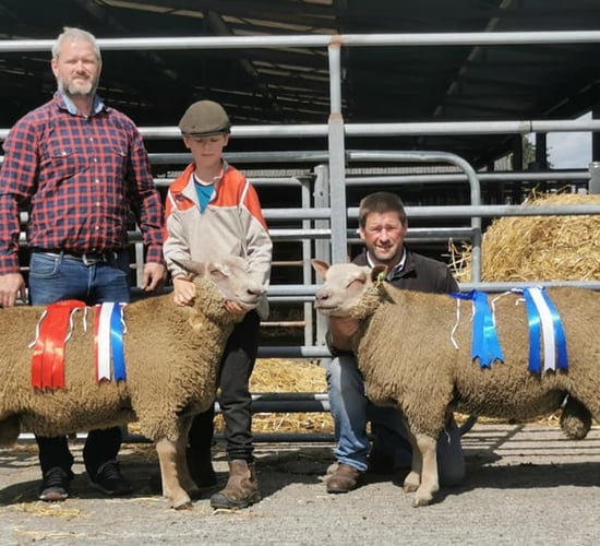 Charollais ram sales set for Tullow and Roscommon this Saturday