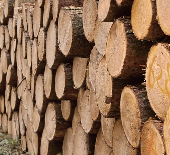 'A lot of ambiguity' about new Forestry Programme - Kerrane