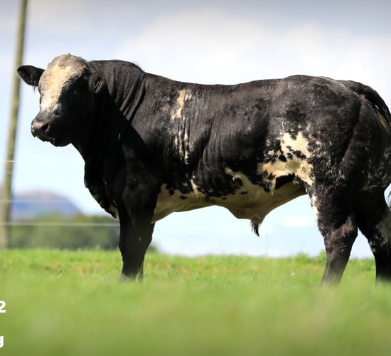 Tateetra sale of 12 hybrid bulls set for this weekend