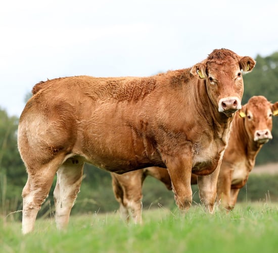 Suckler-bred cow-calf pairing hits €5,000 at Carnew Mart