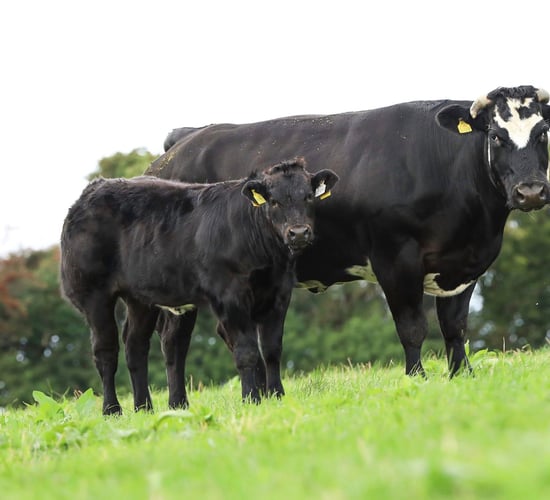 Dispersal sale of 'top' suckler herd set for Carnew tomorrow