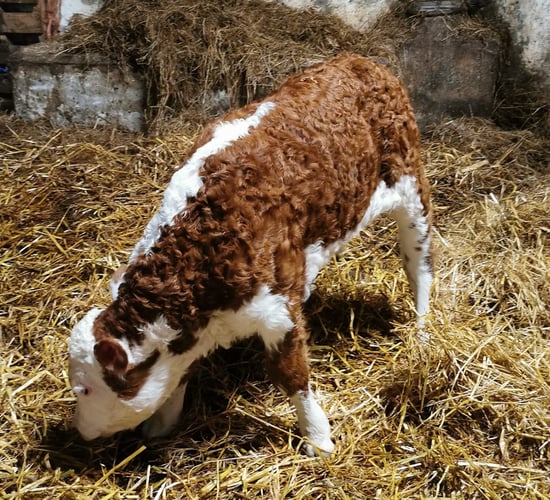40-year-old straws used to sire calves on Tipperary farm