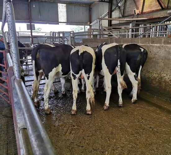 Viastar seeking Friesian bulls from 200-500kg for export