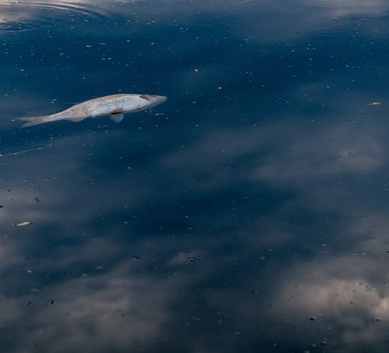 EPA investigating fish kill following incident at Aurivo milk plant