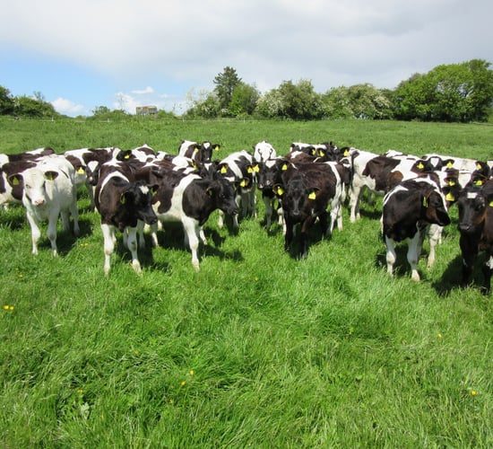 How to combat summer scour syndrome in your calves