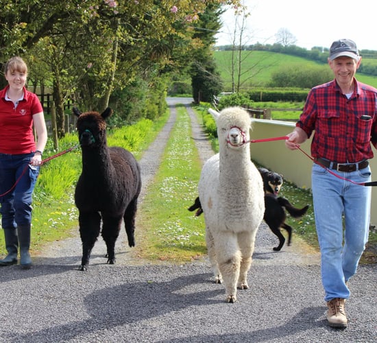Open days to showcase social farming across the country