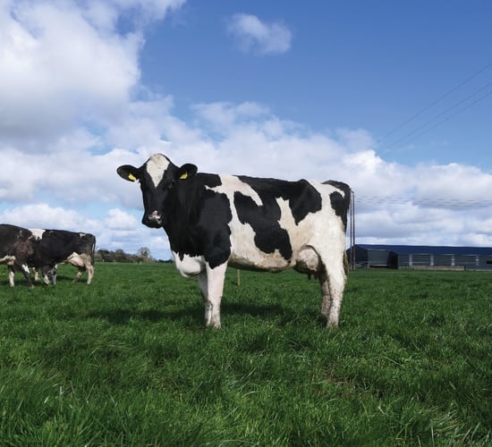 IHFA Farmer Focus Series: Value and longevity in two well-known herds