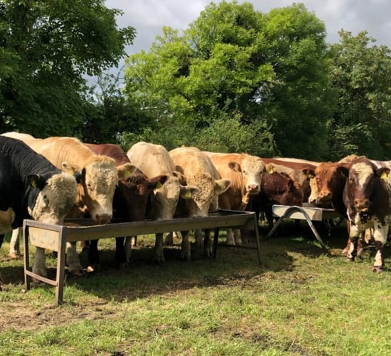 New Beef Finishing Profile available on HerdPlus