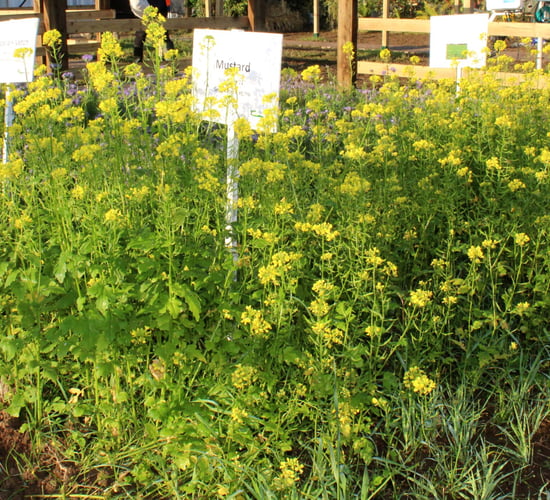 The role of cover crops in tillage systems