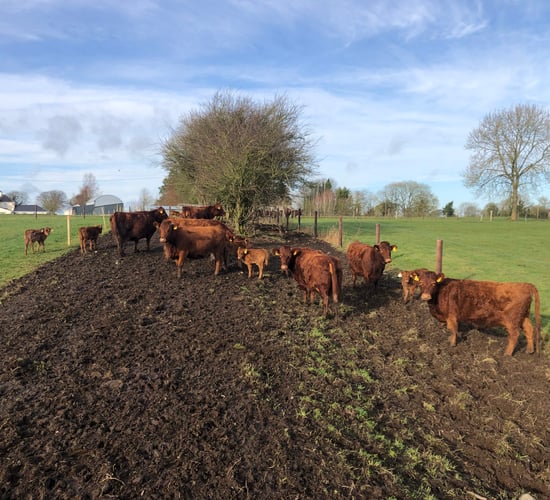 Inaugural Dexter show and sale set for Gort next month