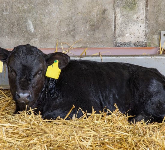 Dairy advice: Eliminating the enemy that is calf scour