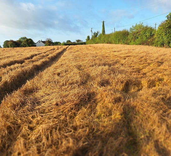 Spring barley crops in east Donegal starting to lie