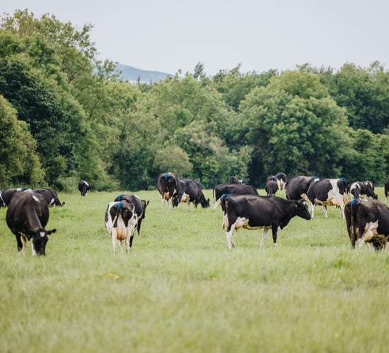 IHFA farm walk this Friday to highlight 7 'focus farmers'